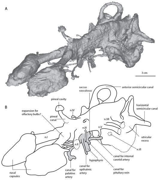Dipnorhynchus sussmilchi cranial endocast in anterodorsolateral view.