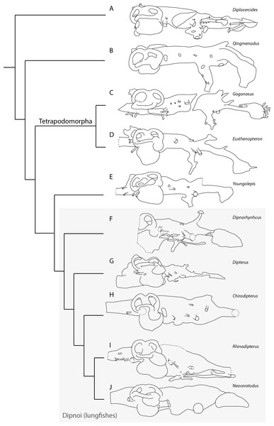 Phylogenetic relationships of selected sarcopterygians as interpreted from cranial endocast morphology.