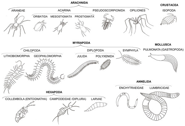 Taxonomic groups of soil fauna examined in this study.