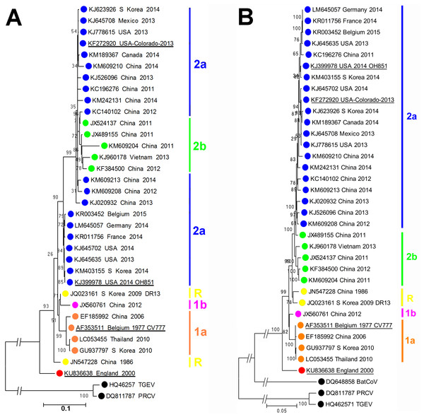 Molecular phylogeneticanalysis of PEDV sequences.