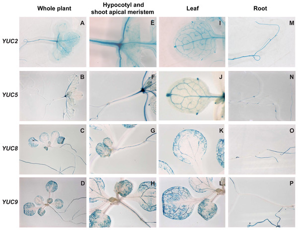 Histochemical localization of GUS in transgenic Arabidopsis thaliana plants containing the YUCCA2::GUS,YUCCA5::GUS, YUCCA8::GUS or YUCCA9::GUS constructs.
