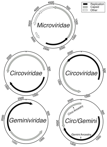 Genome maps demonstrating the ambiguity of the Circoviridae/Geminiviridae genomes.