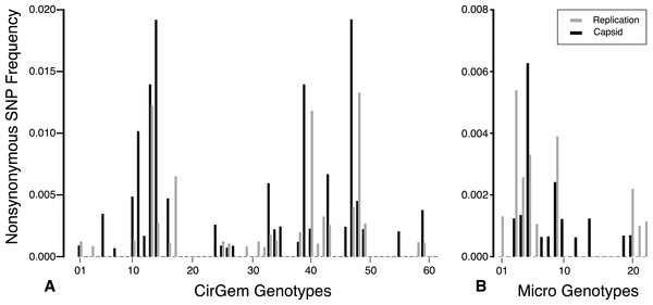Nonsynonymous SNP frequency for the capsid and replication genes, demonstrating that the capsid and REP genes experience varying amounts of change in different genetic backgrounds.