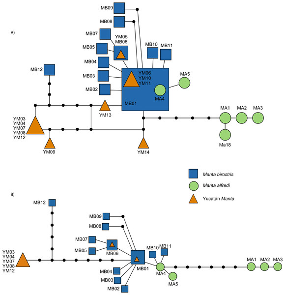 Statistical parsimony haplotype network of the mitochondrial ND5 gene in M. birostris (Atlantic and Pacific), M. alfredi and Yucatán Manta Rays.