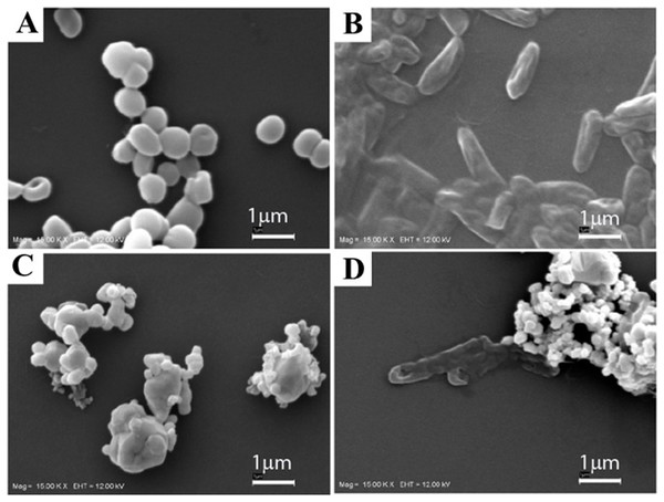SEM images of the bacterial strains.