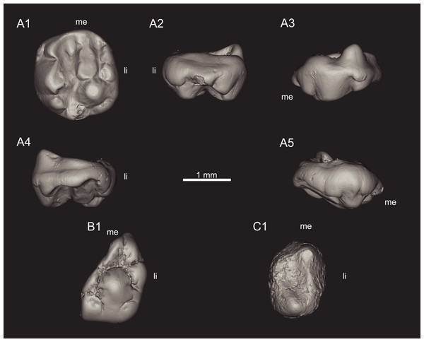 Views of CT-scan reconstructions of Theroteinus nikolai molariforms.