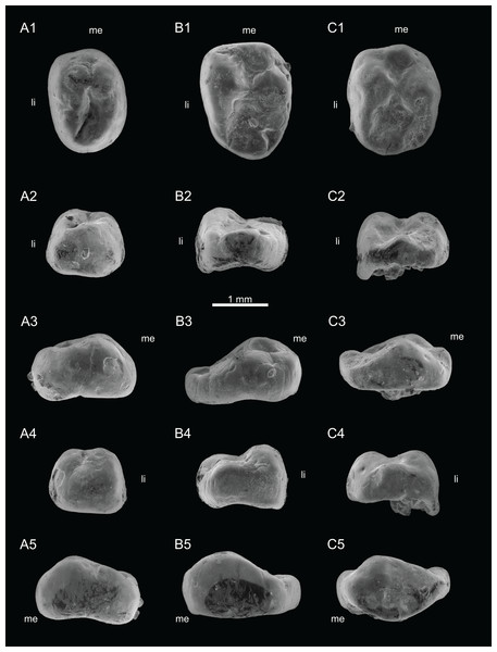 SEM photographs of Theroteinus rosieriensis lower molariforms.