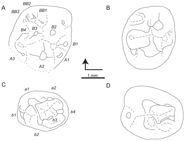 Sketch drawings of Theroteinus rosieriensis molariforms in occlusal views.