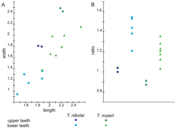 Scatterplots of Theroteinus specimens from Saint-Nicolas-de-Port according to (A) length, width (in mm) and (B) length/width ratio (measurements in Table 1).