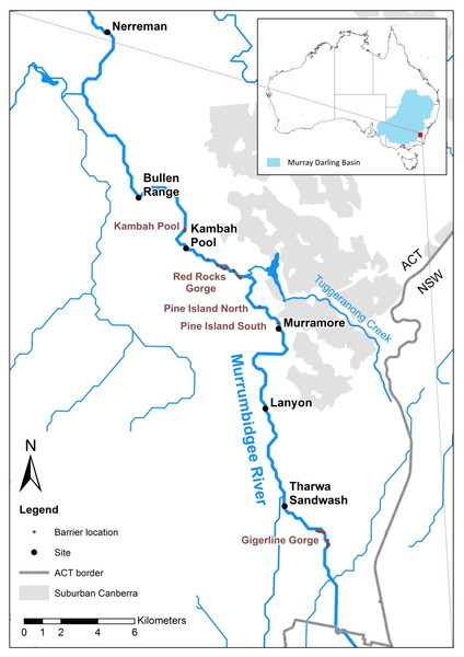 Upper Murrumbidgee River Maccullochella hybridisation study area.