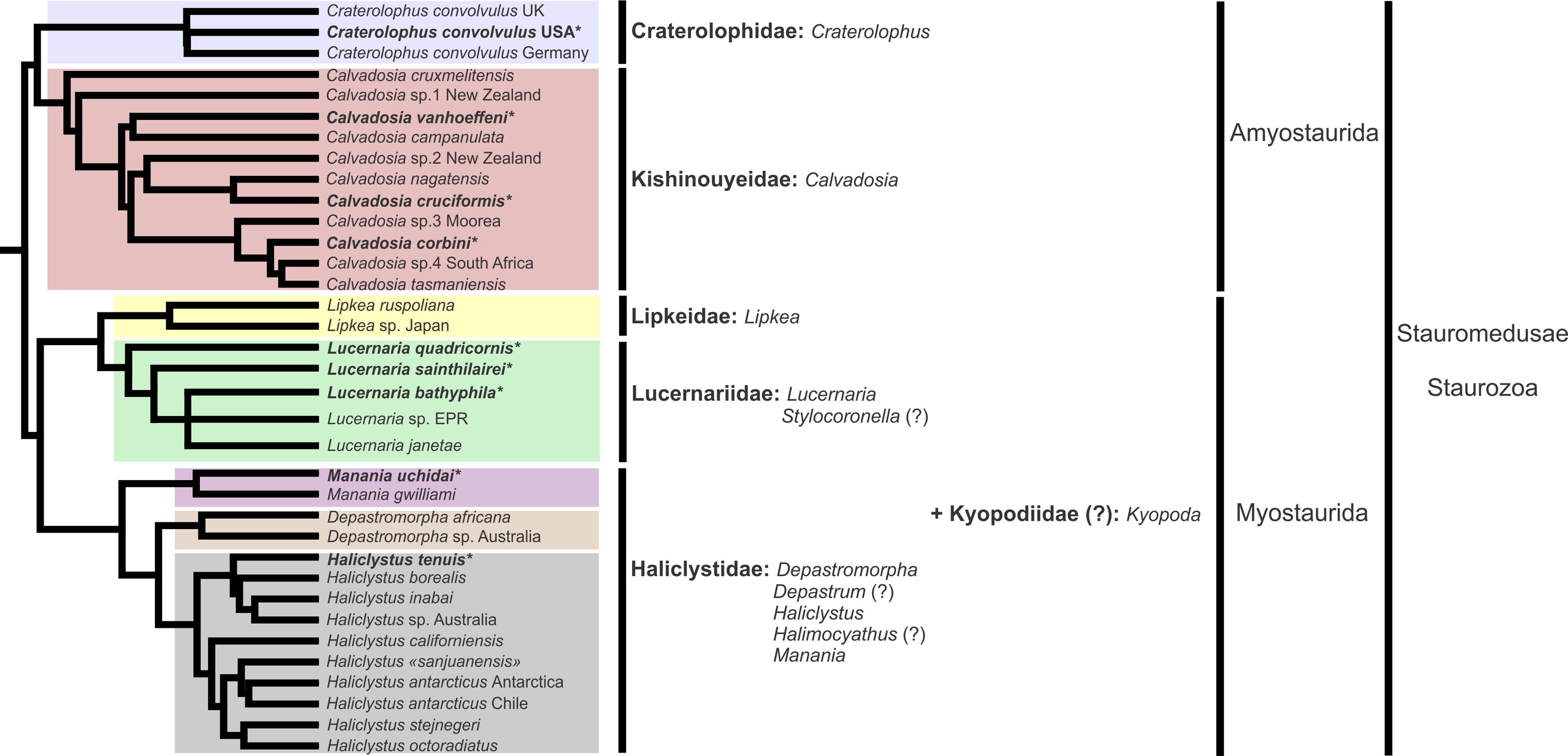 Comparative internal anatomy of Staurozoa (Cnidaria), with functional ...