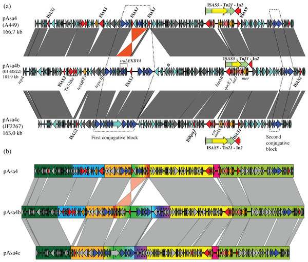 Nucleotide alignment of three plasmid variants: pAsa4, pAsa4b, and pAsa4c.