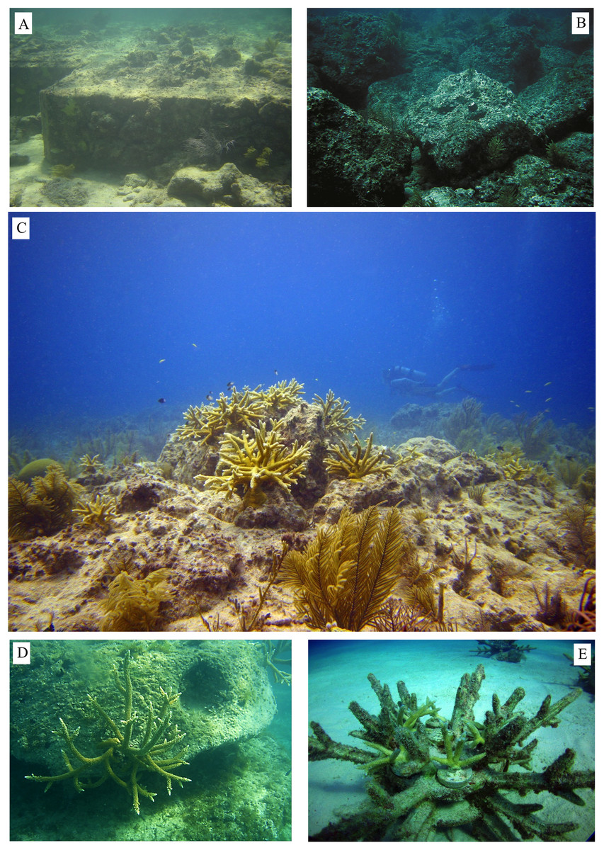 Ecological solutions to reef degradation: optimizing coral reef restoration in the Caribbean and Western [PeerJ]