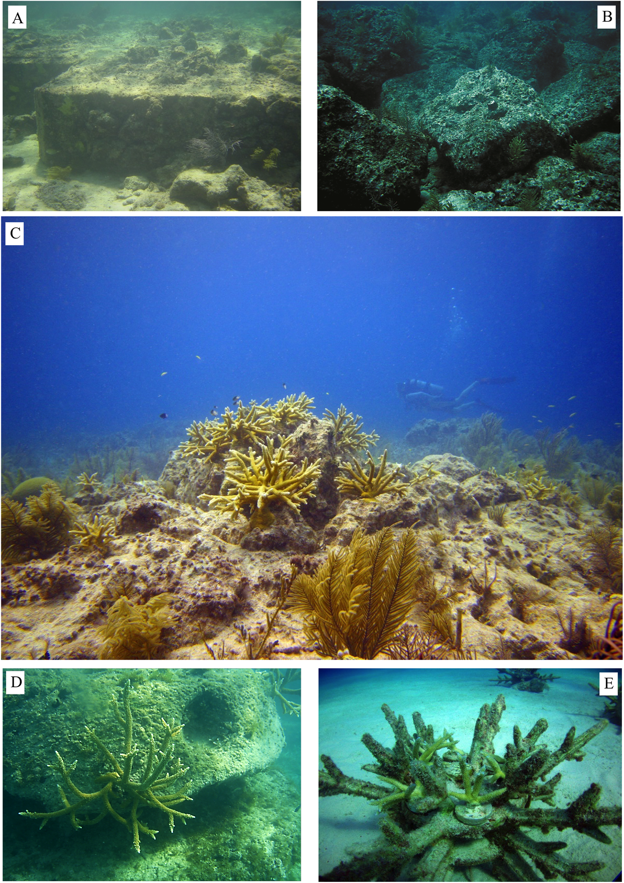 Ecological solutions to reef degradation: optimizing coral reef restoration in the Caribbean and Western [PeerJ]