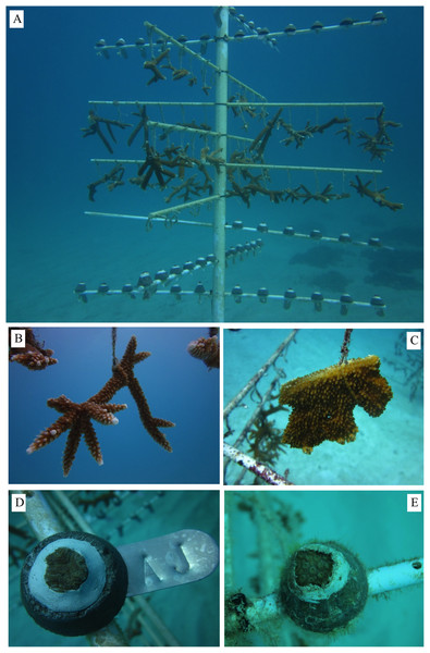 Corals propagated using coral gardening methods.