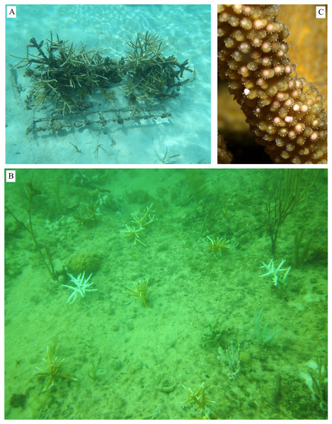 Examples from coral gardening projects.