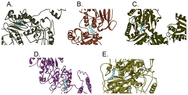The binding positions with the highest binding affinities of hesperetin (yellow ball and stick structure) when docked against different proteins (flat ribbon coloured from N-to-C terminal).