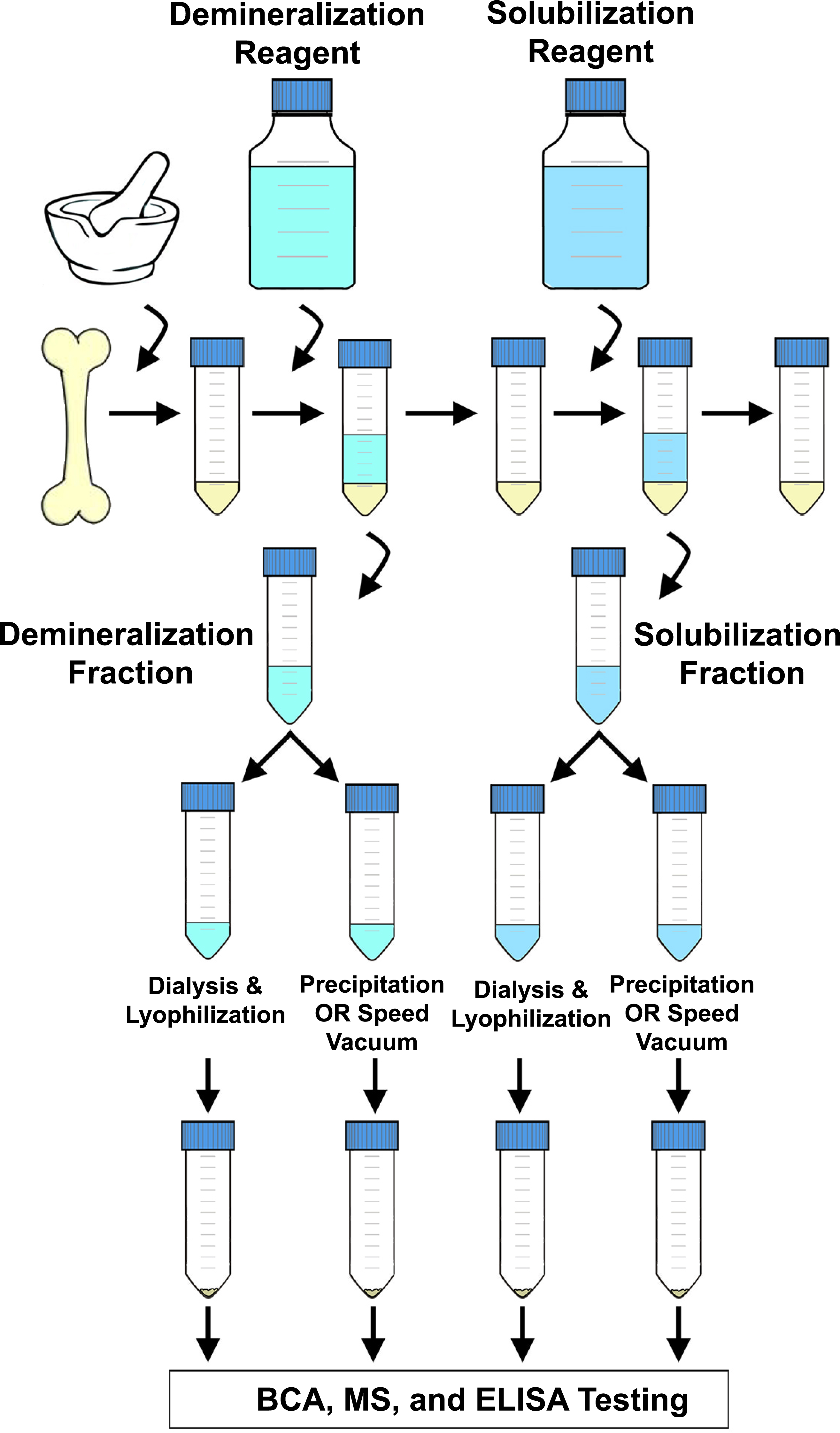 bone-protein-extractomics-comparing-the-efficiency-of-bone-protein