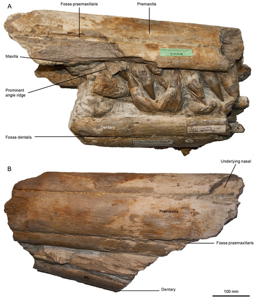 Designated lectotype for Pervushovisaurus campylodon (Carter, 1846a), CAMSM B20659.