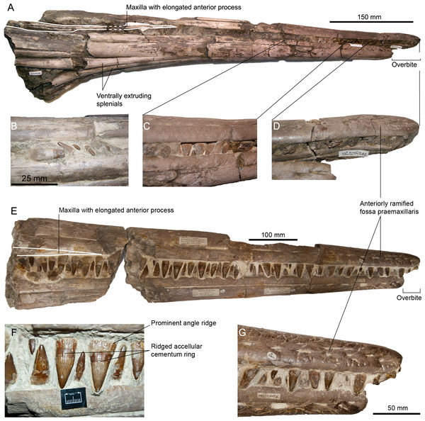 Rostra referred to Pervushovisaurus campylodon (Carter, 1846a).
