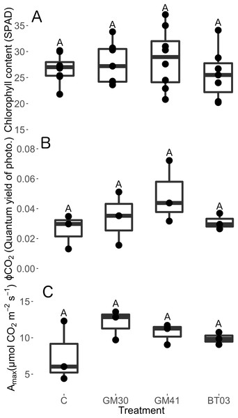 Physiology traits of Populus trichocarpa that were not inoculated with bacteria (no microbe control) (n = 8), were inoculated with Pseudomonas GM30 (n = 7), Pseudomonas GM41 (n = 8), or Burkholderia BT03 (n = 7).
