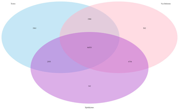 Venn Diagram of transcript expression differences and similarities between the three reproductive tissues for a single male mouse.