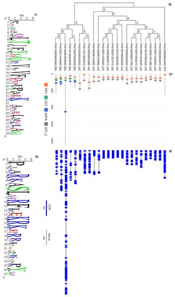 Sequence analyses of PeTIFY proteins.