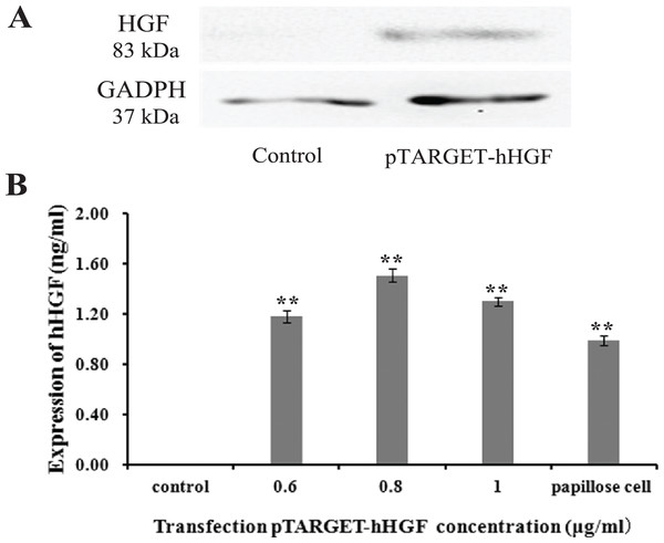 The hHGF protein expression in fibroblasts after transfection with the pTARGE T-hHGF plasmid.