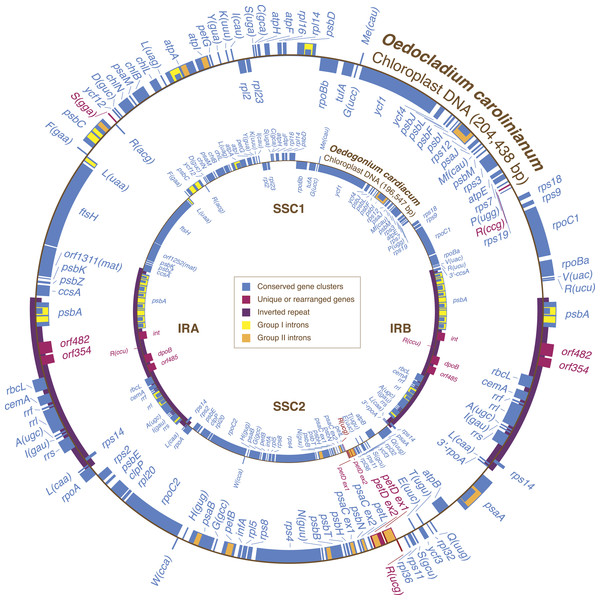Gene maps of the Oedocladium and Oedogonium chloroplast genomes.