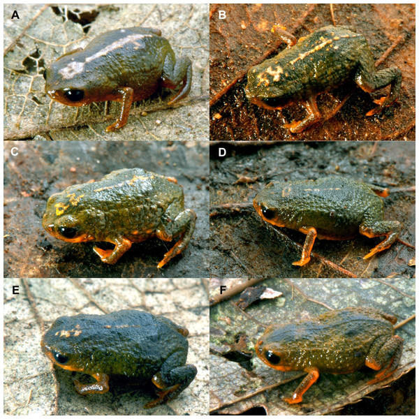 Variation in dorsal coloration among paratypes of Brachycephalus albolineatus.
