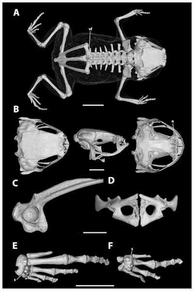 High-resolution computed tomography (Micro-CT) scans of a paratype of Brachycephalus albolineatus (MHNCI 10295) showing key osteological features.