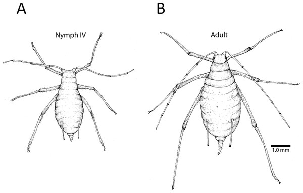 Fourth instar nymph and apterous adult.