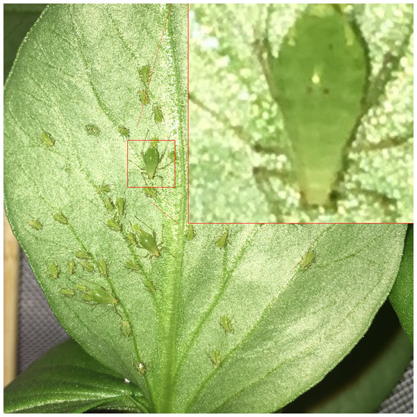 A pea aphid colony containing three reproductive adults.