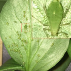 Post-reproductive parthenogenetic pea aphids (Acyrthosiphon pisum) are ...