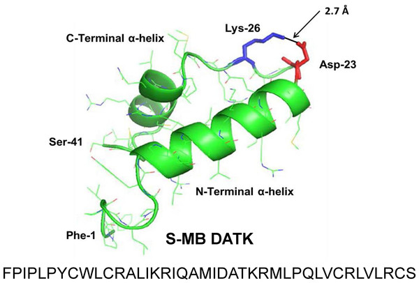 Linear sequence and homology-modeled ribbon structure of Super Mini-B (S-MB) DATK peptide.