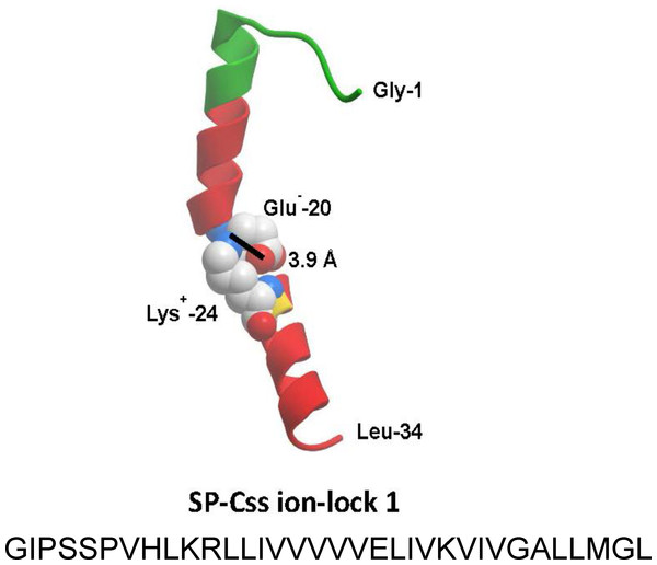 Linear sequence and homology-modeled ribbon structure of SP-Css ion-lock 1 peptide.