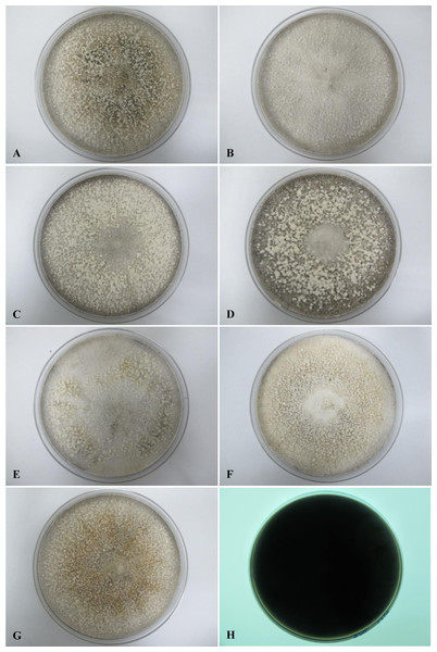 Colonial morphology of D. eschscholtzii isolates on SDA.