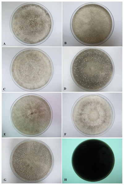 Colonial morphology of D. eschscholtzii isolates on PDA.