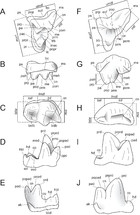 Hyainailourine and teratodontine cranial material from the late Eocene ...