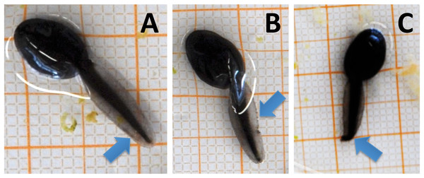 (A) Tadpoles observed in the current experiment with undeformed, (B) lacerated and (C) curved tail tips.
