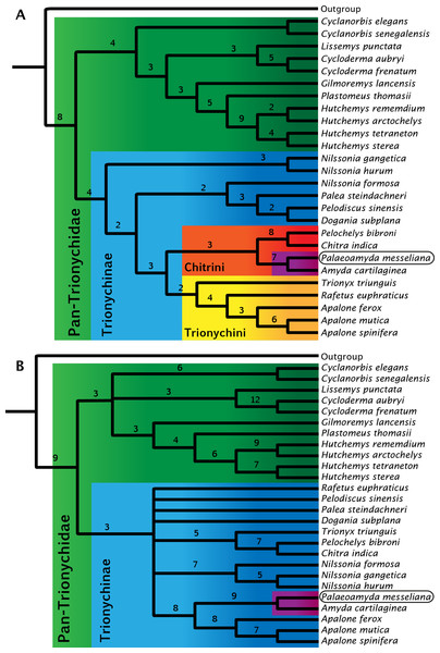 Strict consensus trees for Pan-Trionychidae (this study).