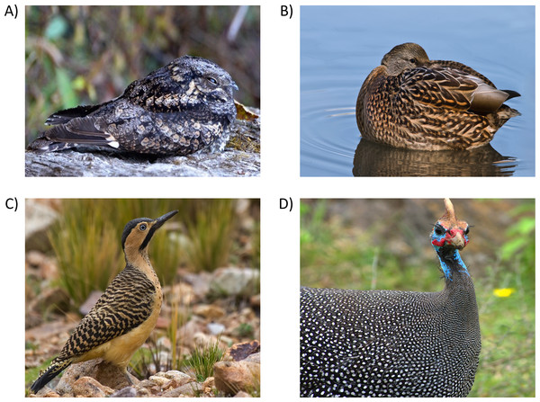 The predominant types of plumage patterns in birds.