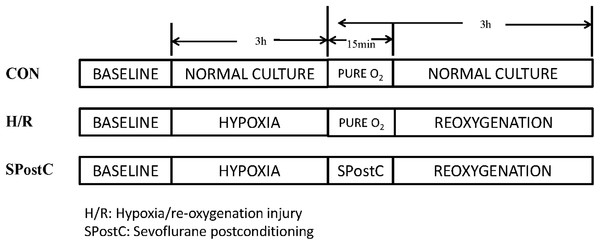 Experimental groups with respective protocols.