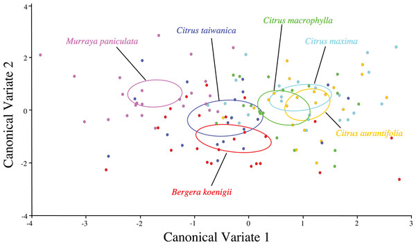 Scatterplot depicting the first two canonical variates of a canonical variate analysis of geometric morphometric data for wing shape variation of female ACP reared on different host plant species (Bergera koenigii = orange, Citrus aurantifolia = blue, Citrus maxima = green, Citrus macrophylla = purple, Citrus taiwanica = red, Murraya paniculata = yellow).