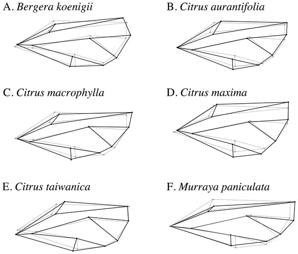 Wireframe visualizations of the average wing shape variation of the first principal component of female ACP reared on different host plants.