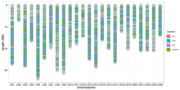 SNP distribution along chromosome.