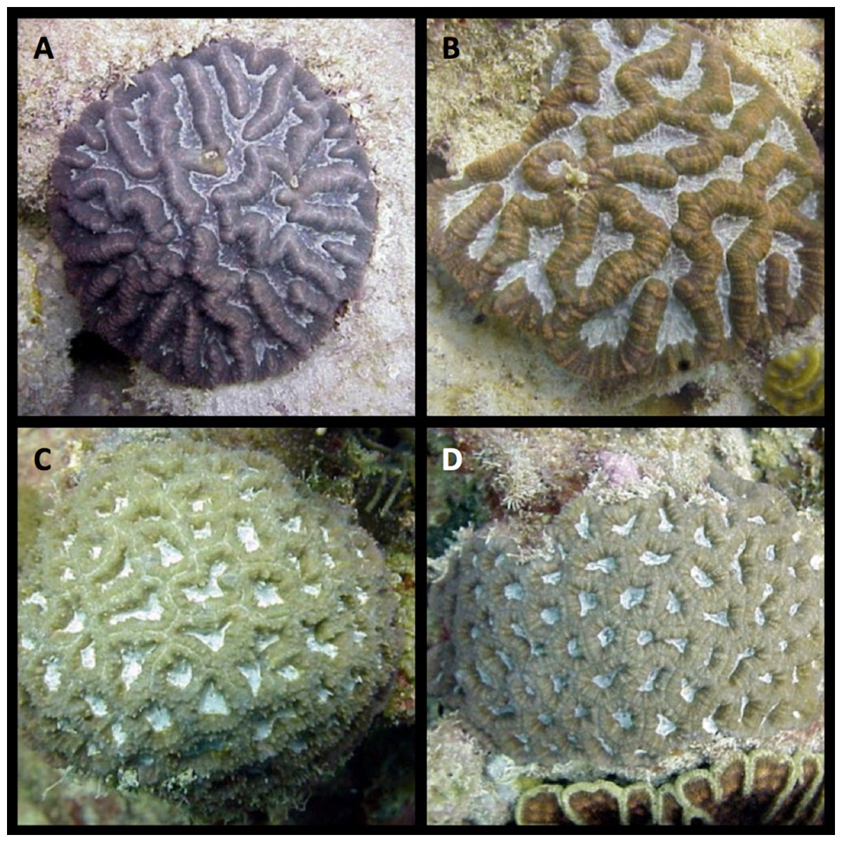 Plate showing study corals.