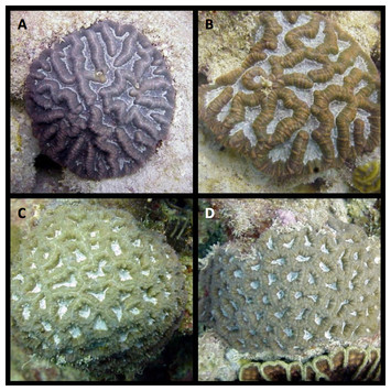 Sexual reproduction in the Caribbean coral genus Isophyllia ...