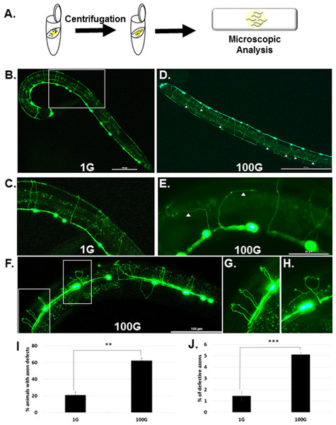 In 100G, hypergravity induces axonal defects in DD/VD motor neurons.