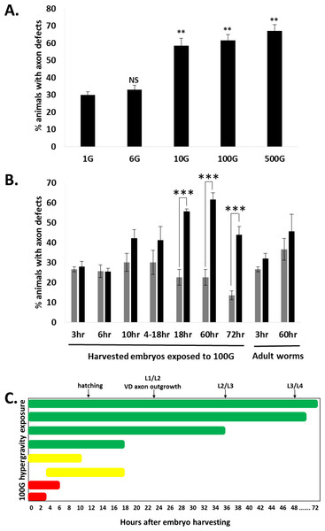 Hypergravity force and exposure time affect DD/VD neuron axon development.